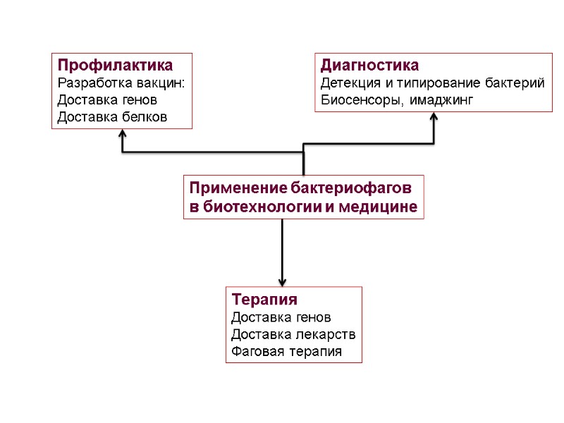 Применение бактериофагов в биотехнологии и медицине Диагностика Детекция и типирование бактерий Биосенсоры, имаджинг Профилактика